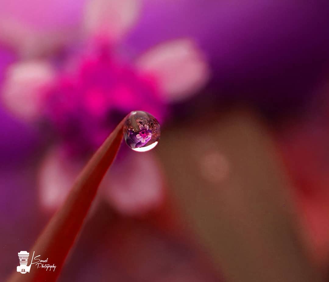 Purple Drop