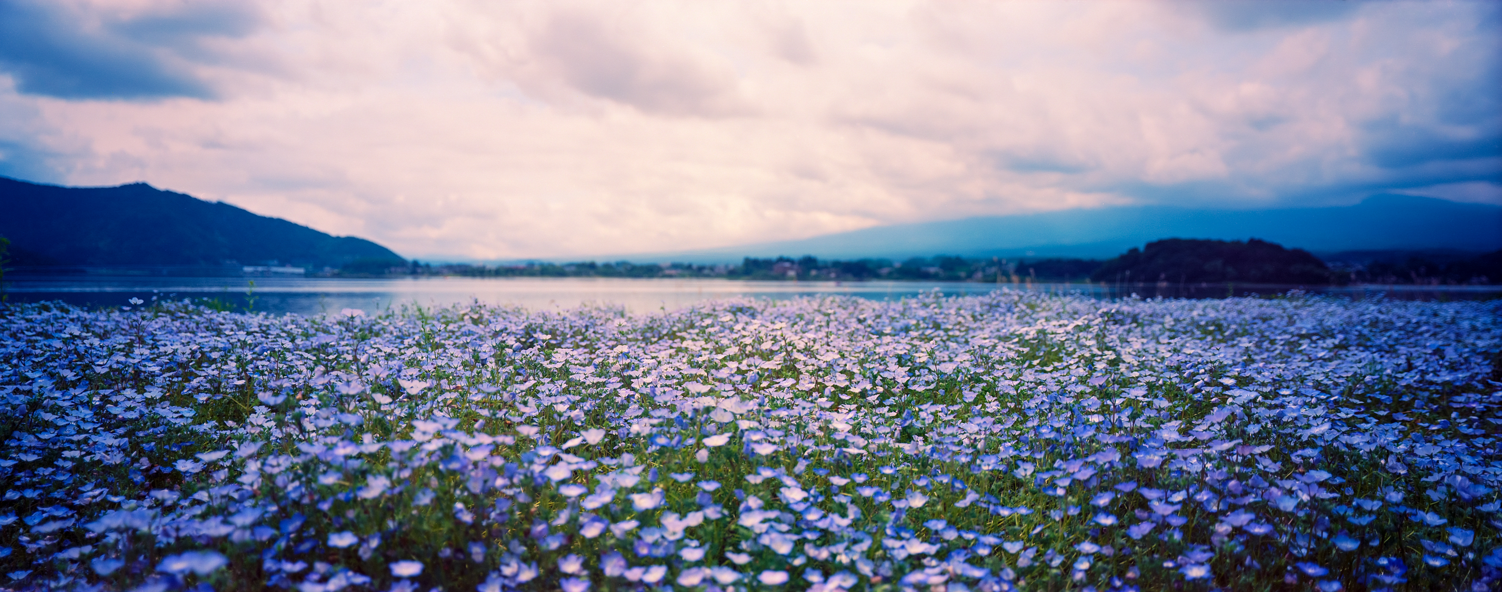violet in Kawaguchiko, Japan 